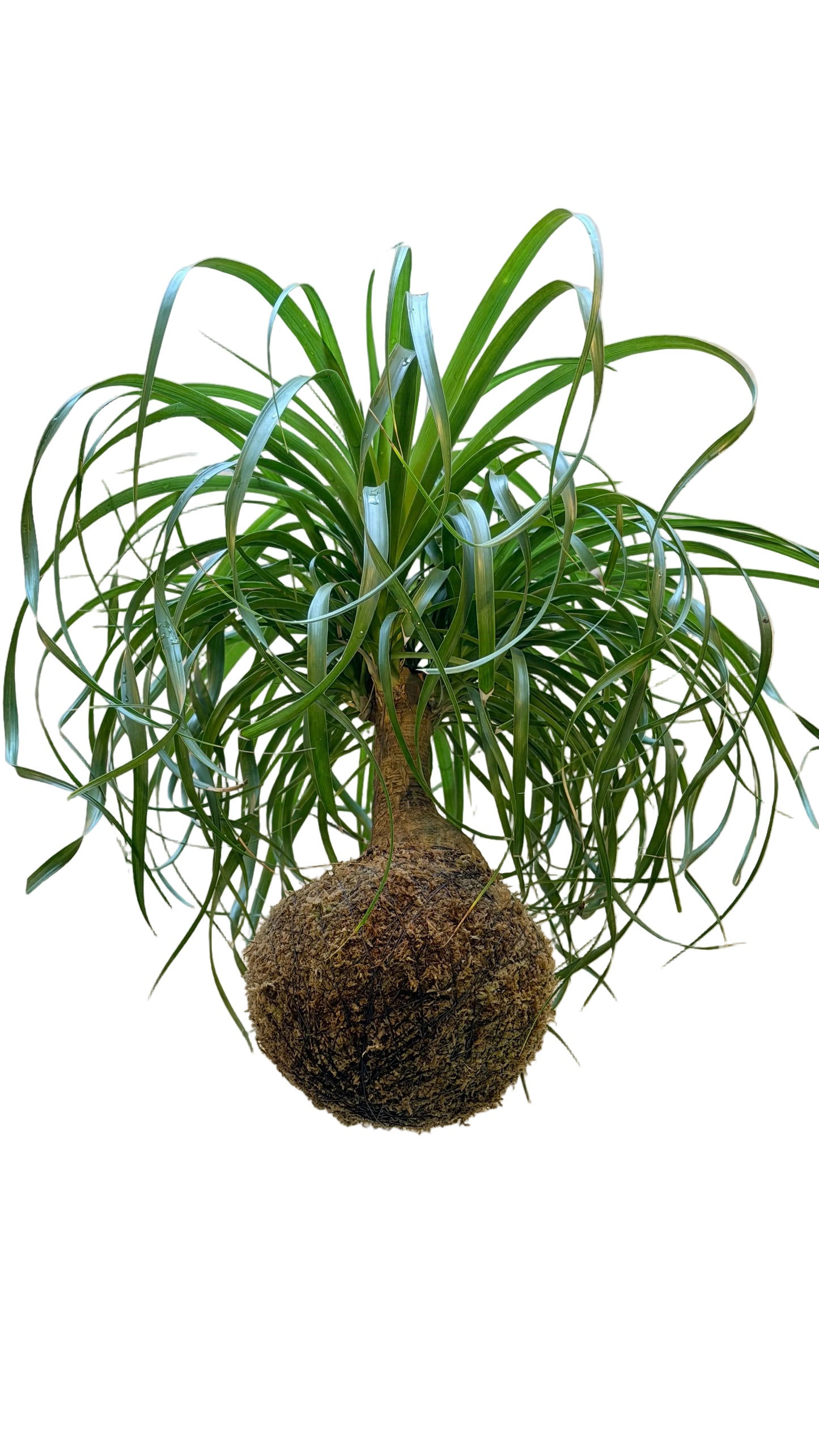 Beaucarnea recurvata | 'Pata de Elefante'