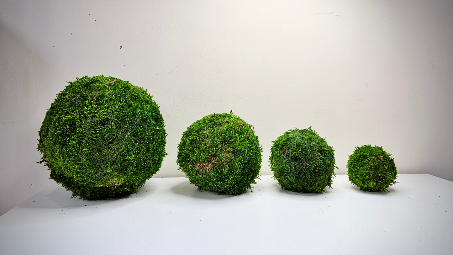 Kokedama preservado Colecção TERRAE