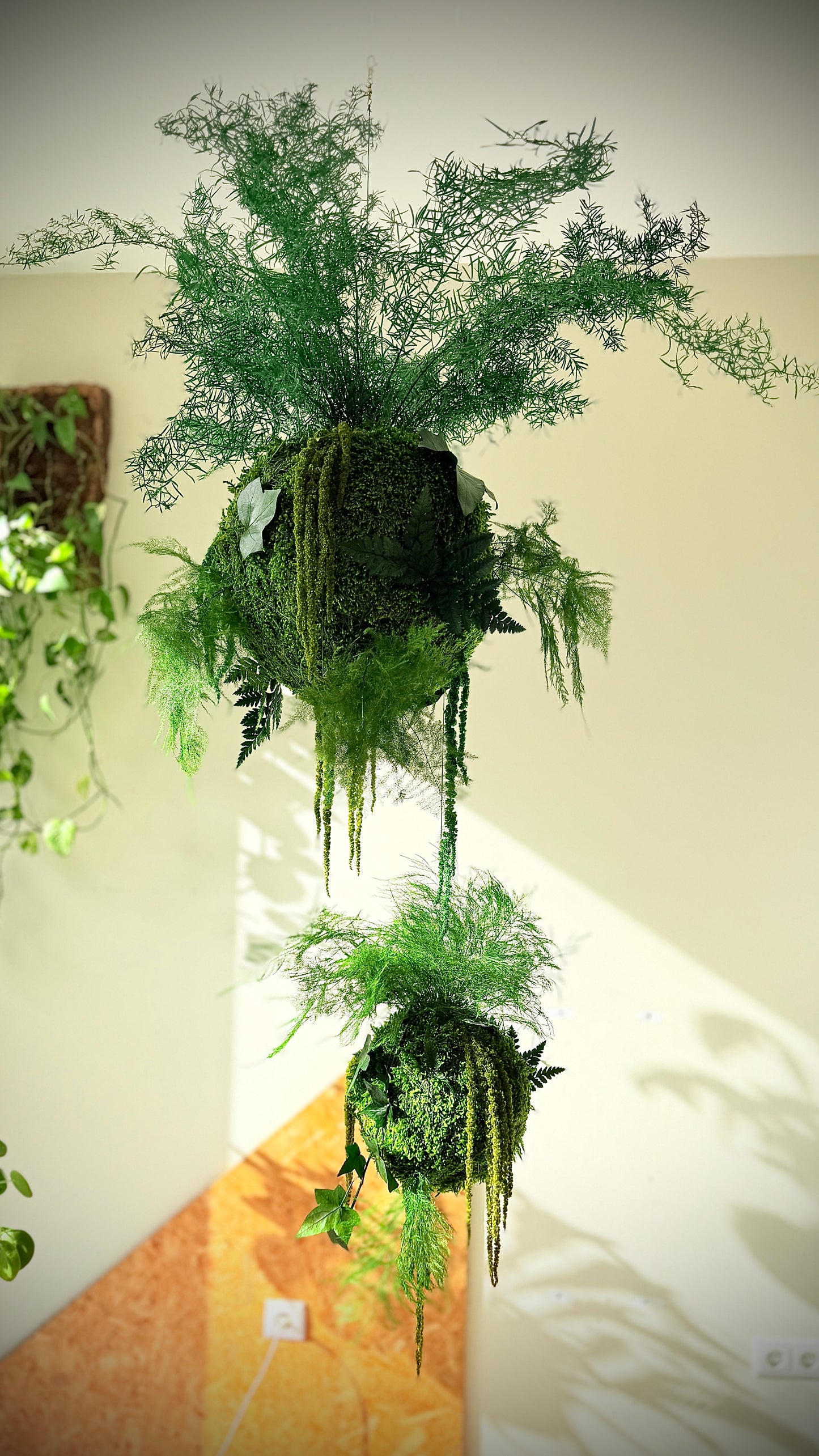 Kokedama preservado Colecção TERRAE