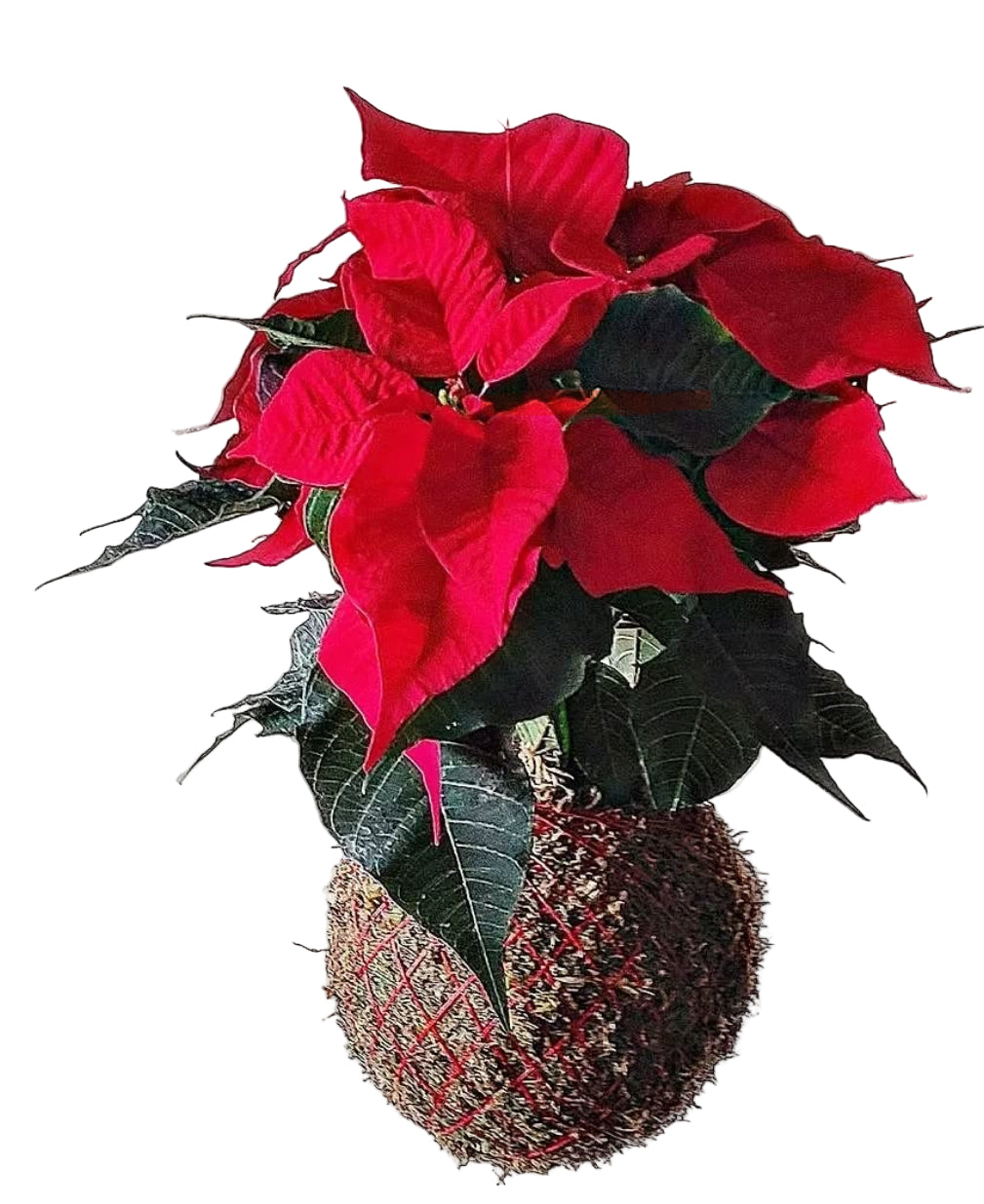 Euphorbia Pulcherrima | Poinsétia | Estrela de Natal