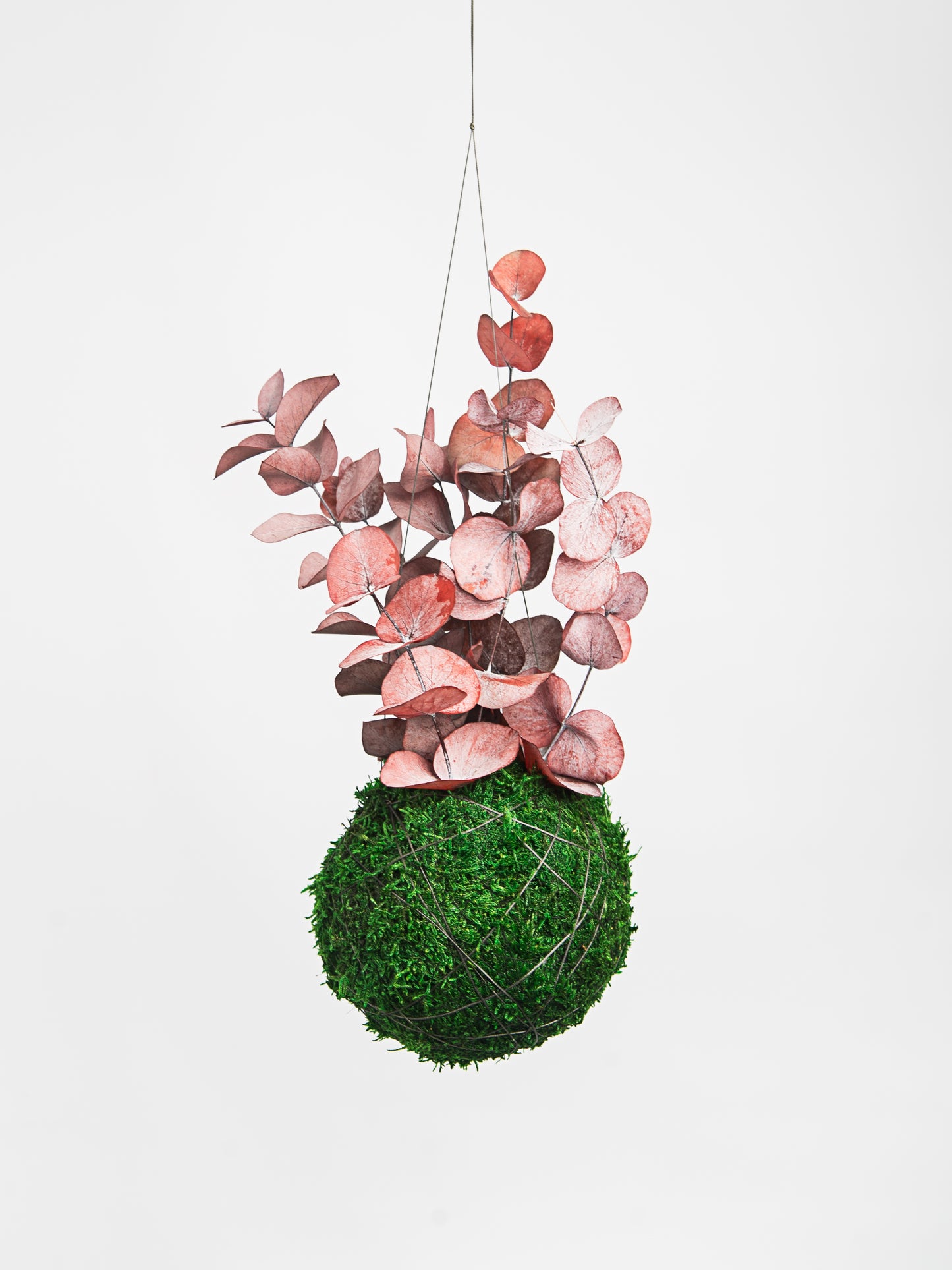 Kokedama preservado Eucalyptus Baby Pink