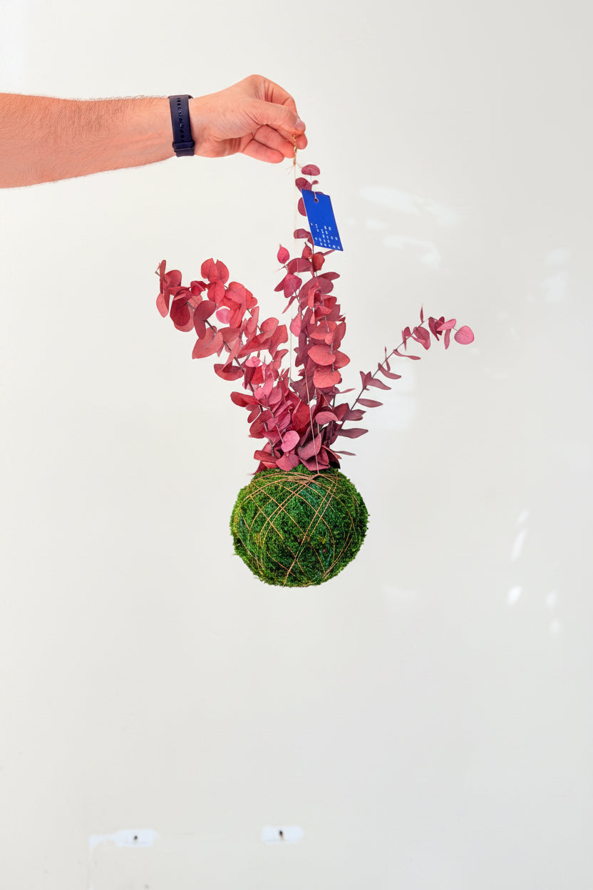 Kokedama preservado Eucalyptus Pink