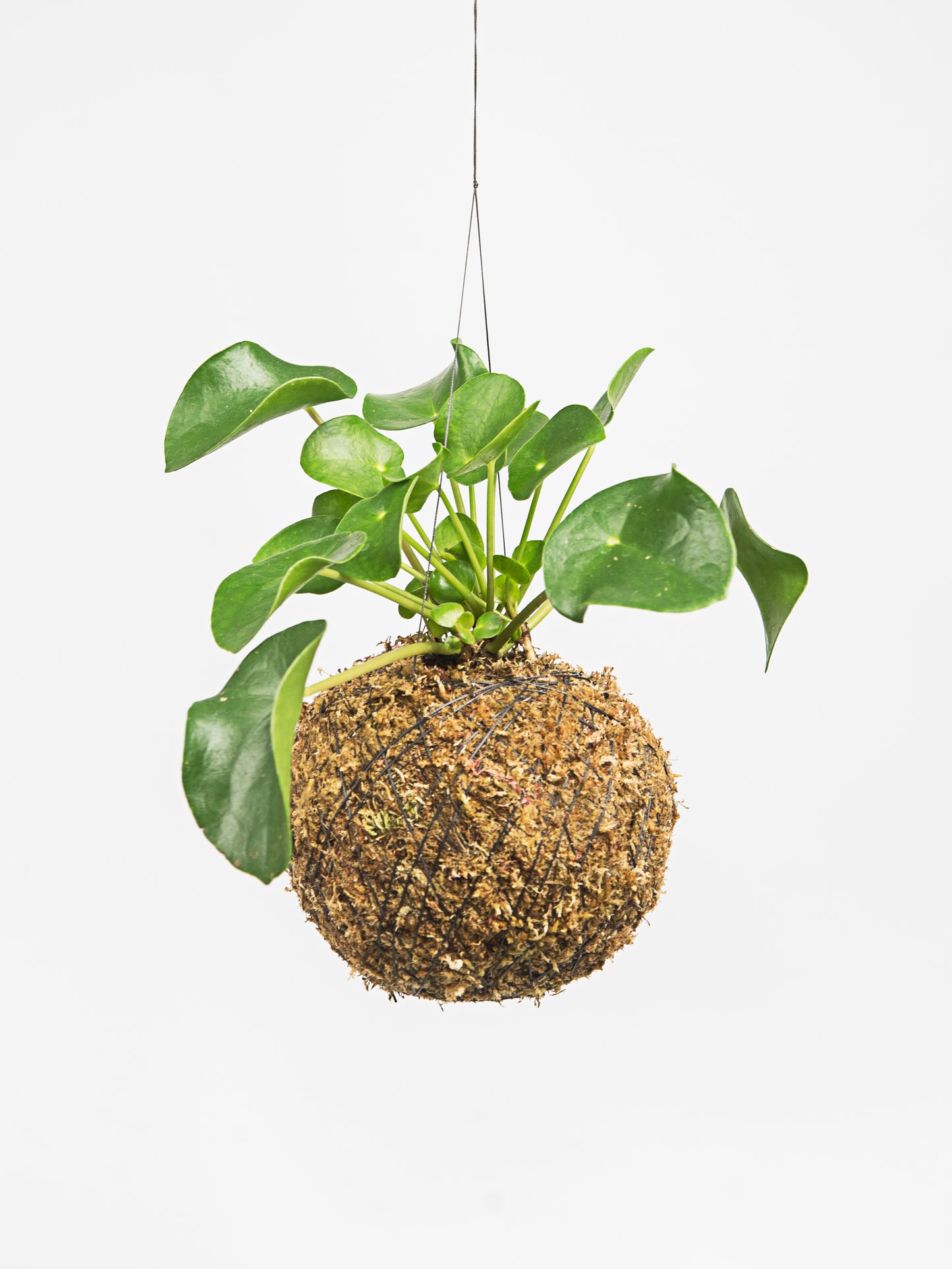 kokedama pilea