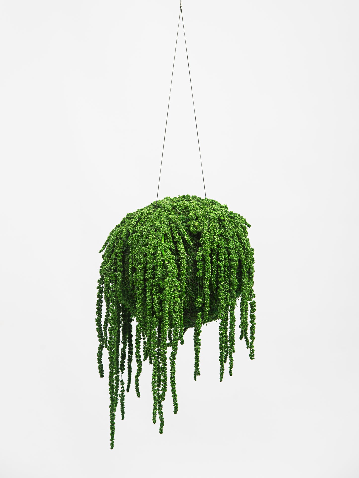 Preserved Kokedama Amaranthus | Dark Green