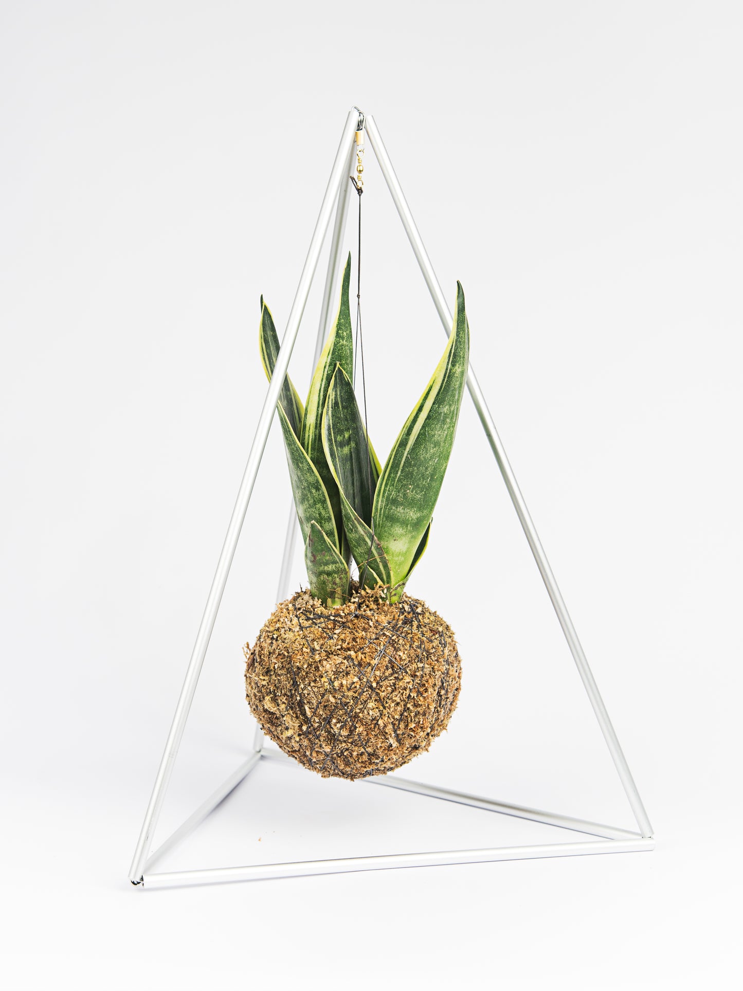 Pirâmide com Kokedama Espada de São Jorge'