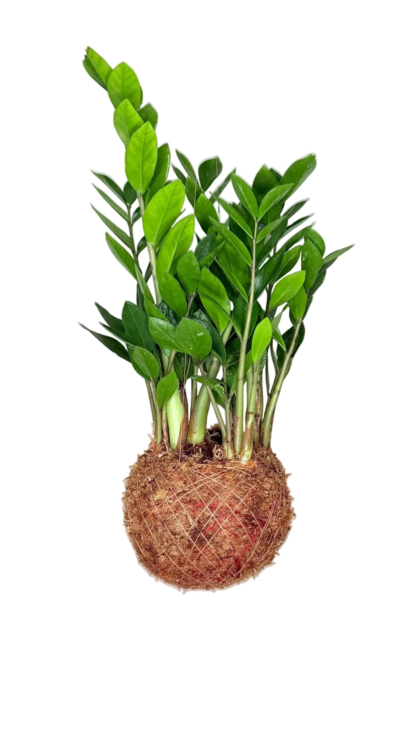Zamioculca Zamiifolia