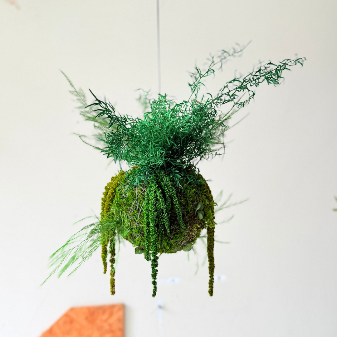Preserved kokedama made of Eucalyptus poplar.