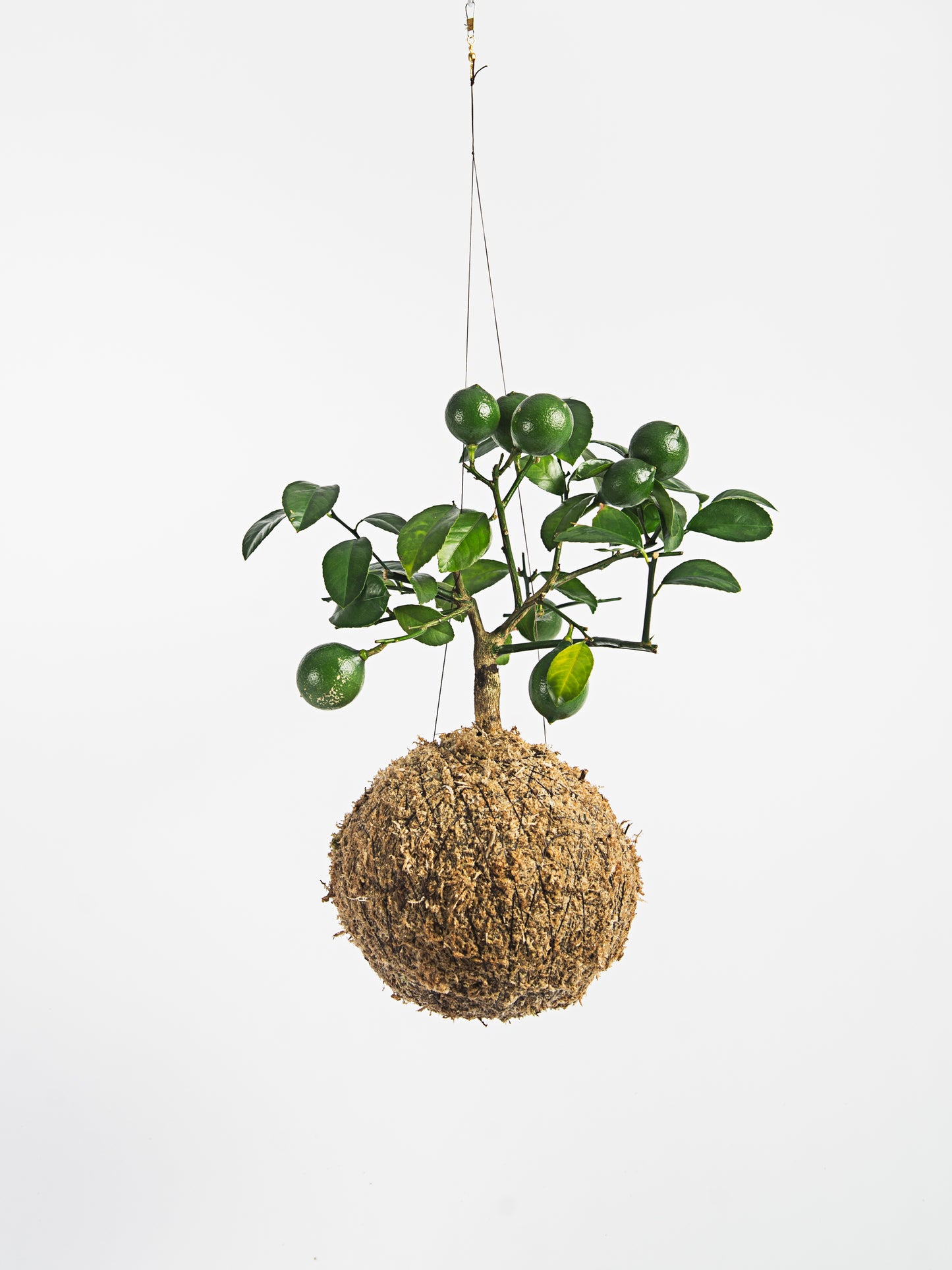 Mini limoeiro kokedama