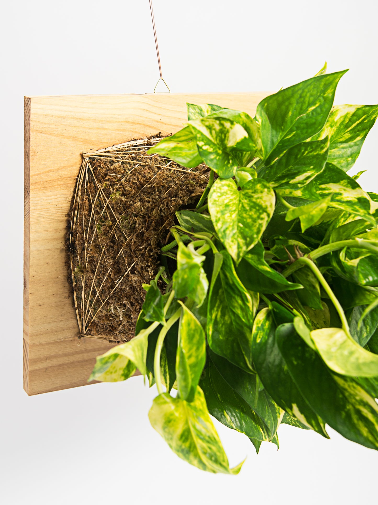 Quadro Vivo com Epipremnum Aureum