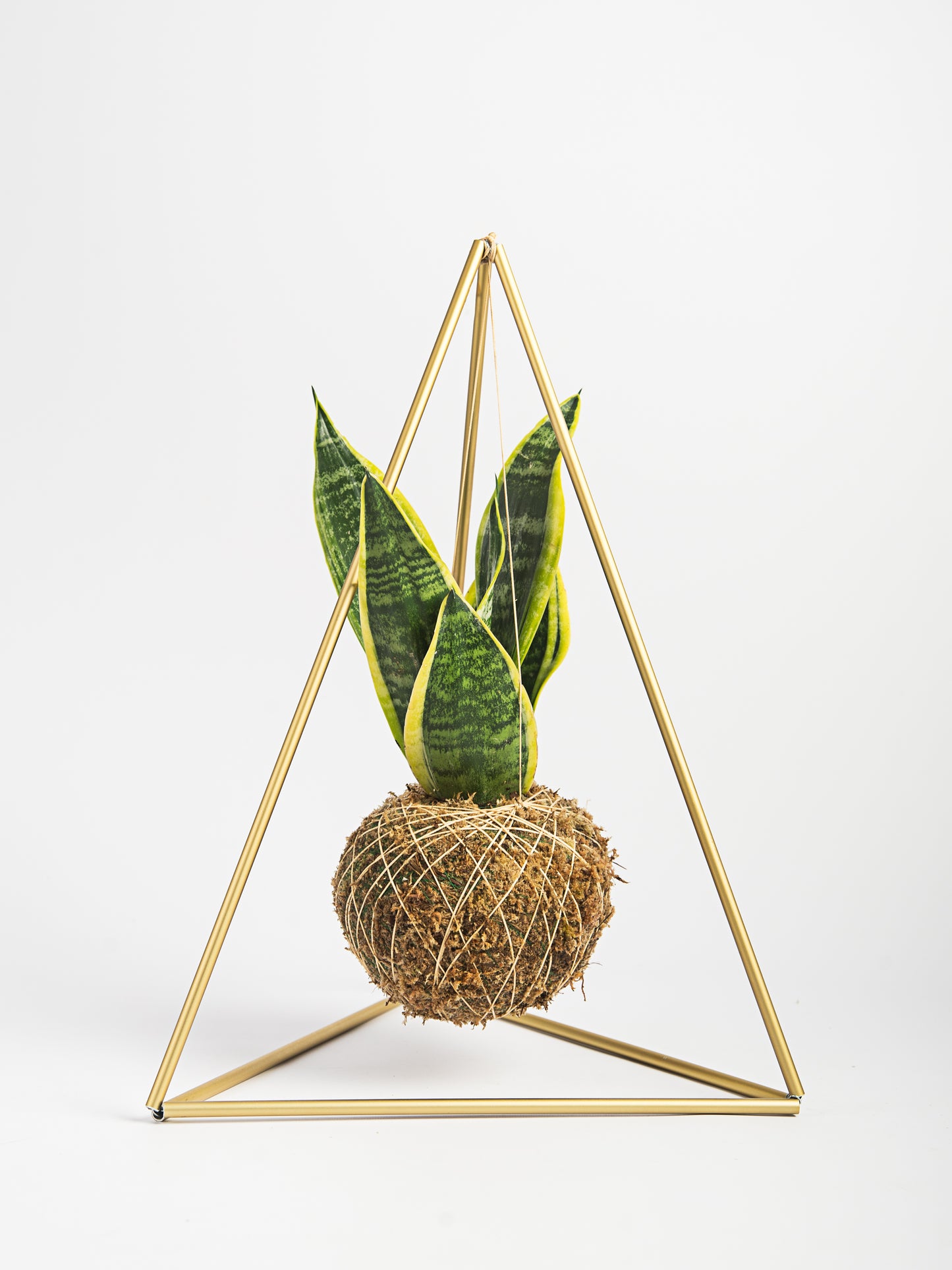 Pirâmide com Kokedama Sansevieria Trifasciata - Espada de São Jorge