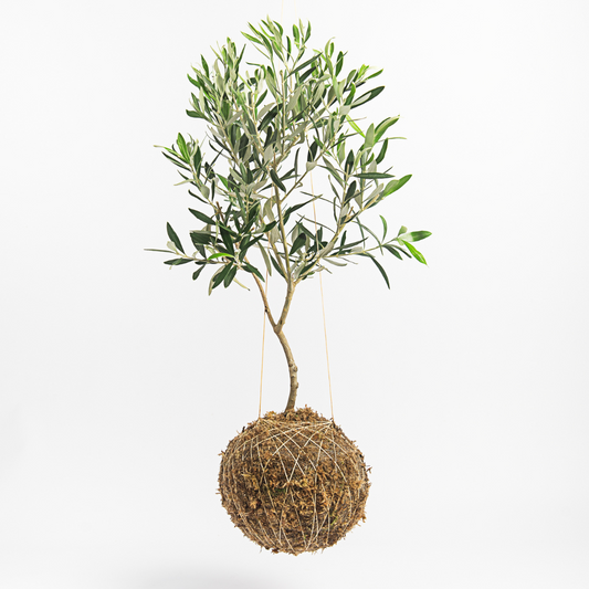 Como cuidar das suas kokedamas no Outono e prepará-las para o Inverno