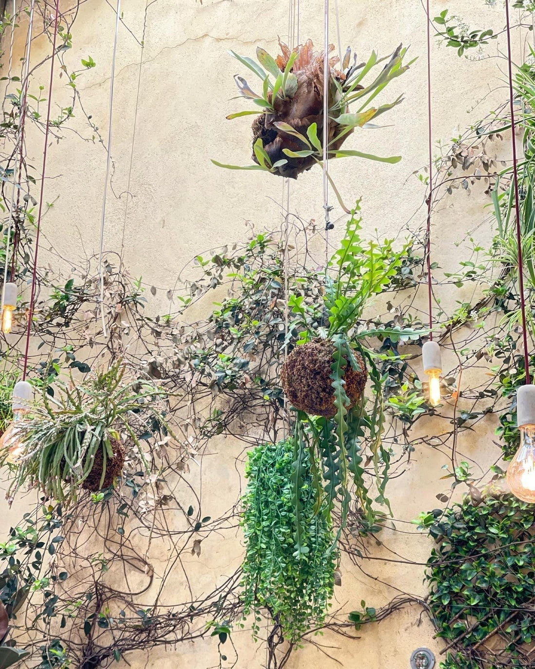 Decoração Biofílica com kokedamas | Jardim de Inverno Noshi Porto