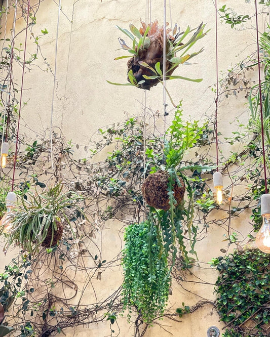 Decoração Biofílica com kokedamas | Jardim de Inverno Noshi Porto