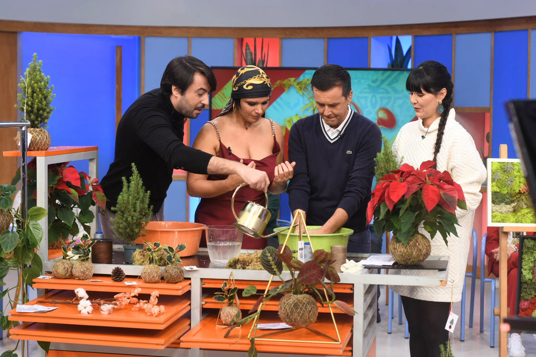 Praça da Alegria Novembro 2022