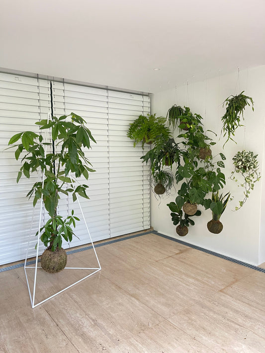 Pirâmide 2m com kokedama XXL | Casa particular no Algarve