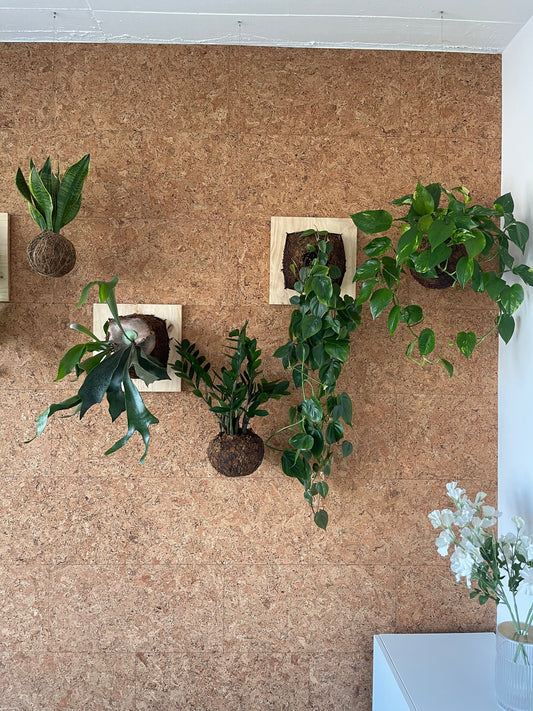 Decoração Biofílica como Kokedamas e Quadros Vivos | Empresa Zuehlke