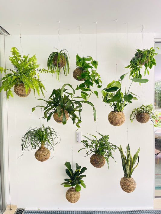 Instalação de kokedamas | Casa Particular no Algarve