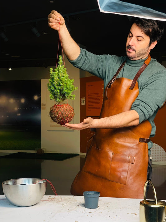 🎄 O que fazer com os Pinheiros FIOS após a época natalícia?