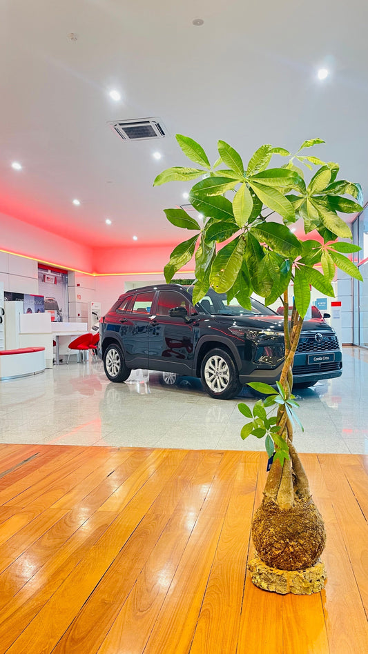 Evento Toyota Day 2025