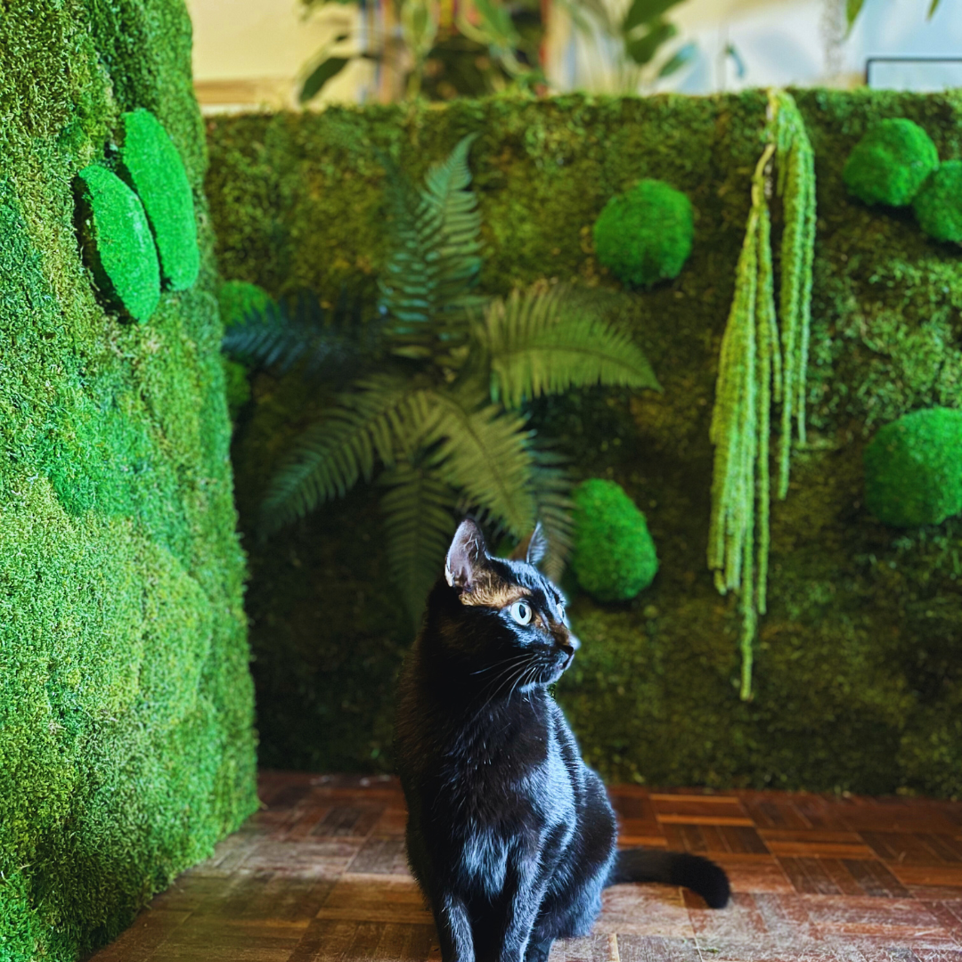 Plantas Pet Friendly