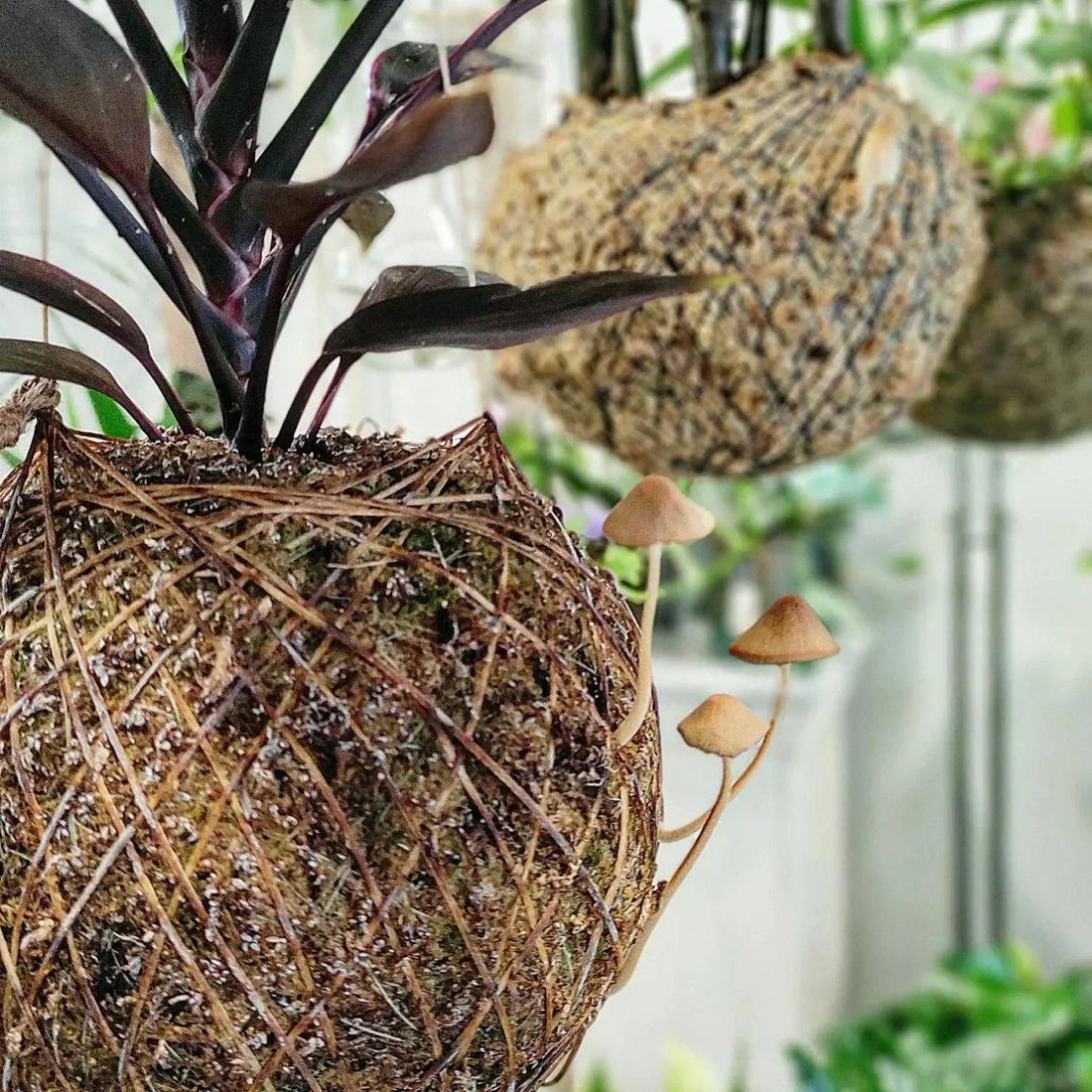 Porquê aparece cogumelos e bolor no meu kokedama?