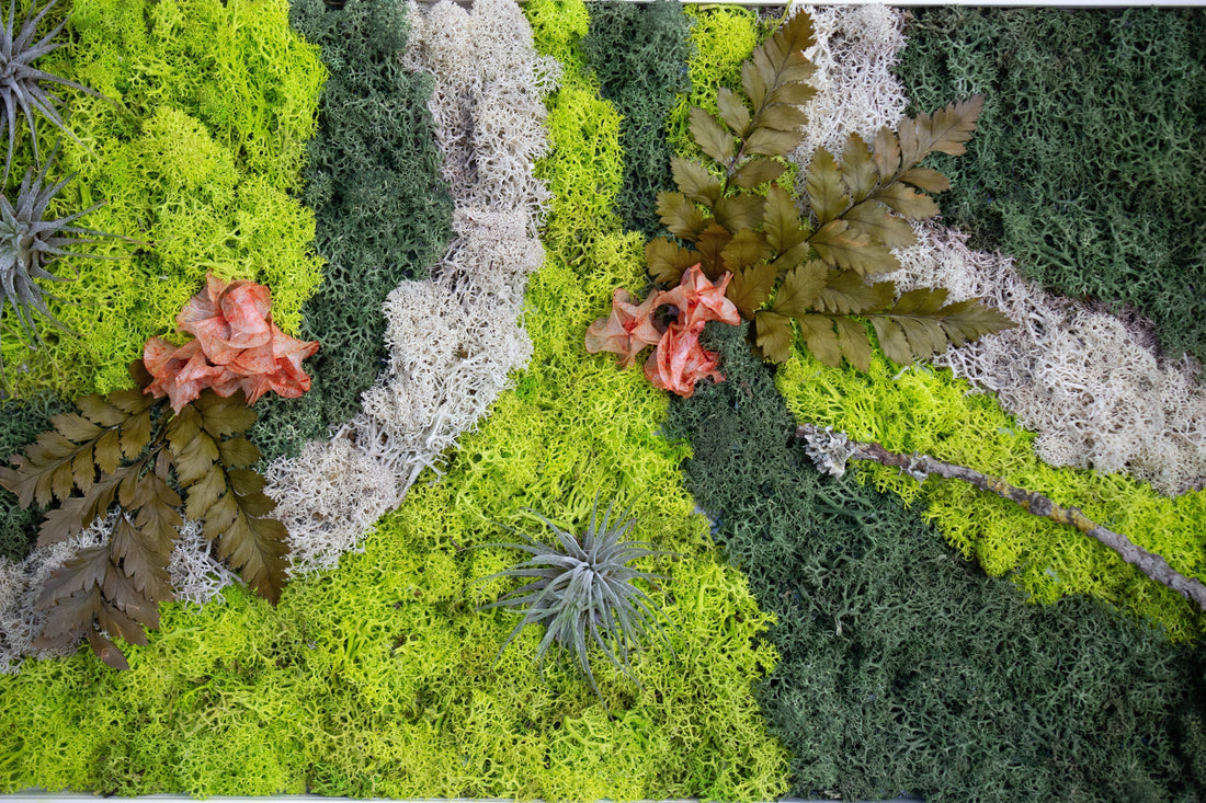 O que é o Musgo Preservado, as suas características e benefícios