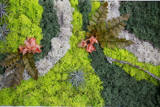 O que é o Musgo Preservado, as suas características e benefícios