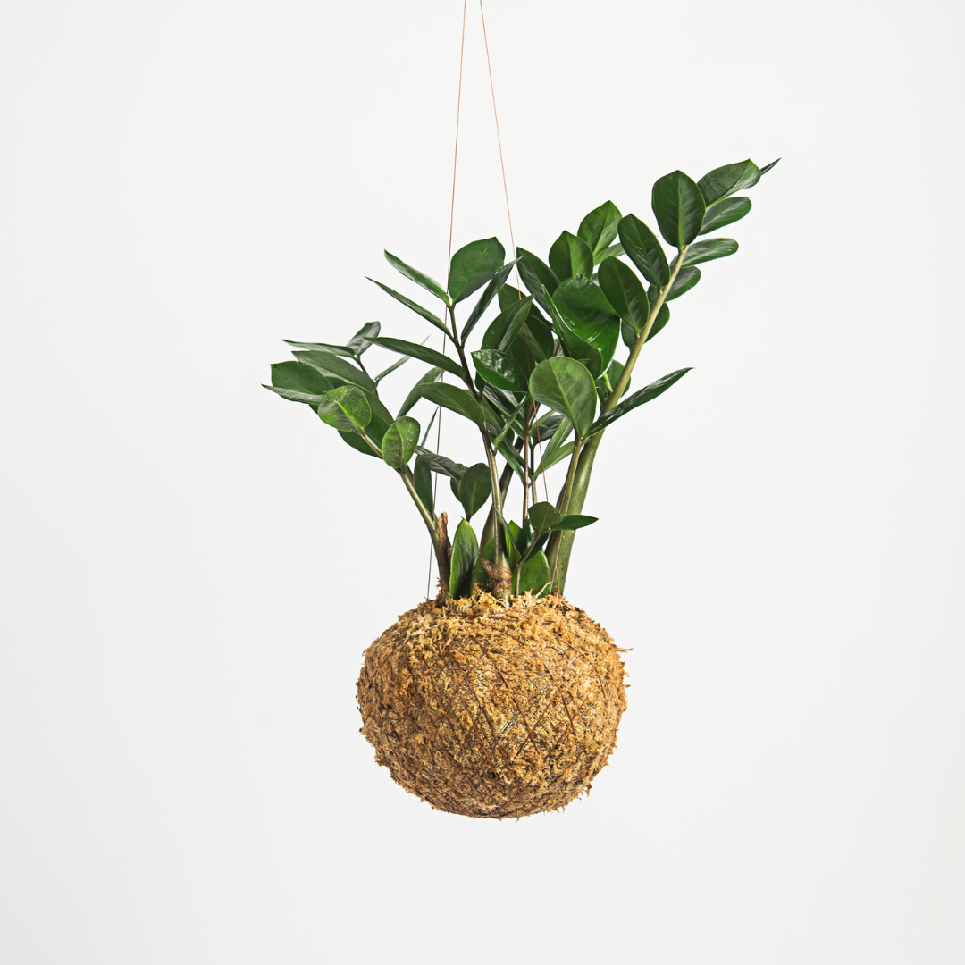 Como regar um kokedama: Dicas de Manutenção