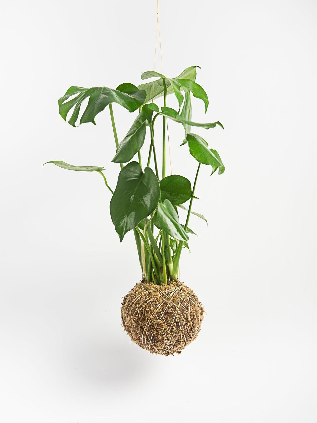 Como combater a Cochonilha-Algodão