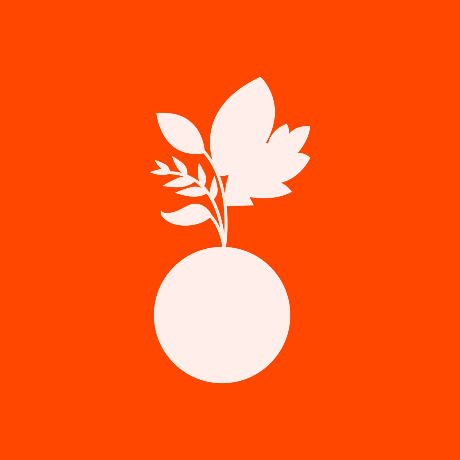 Kokedamas plantas interior