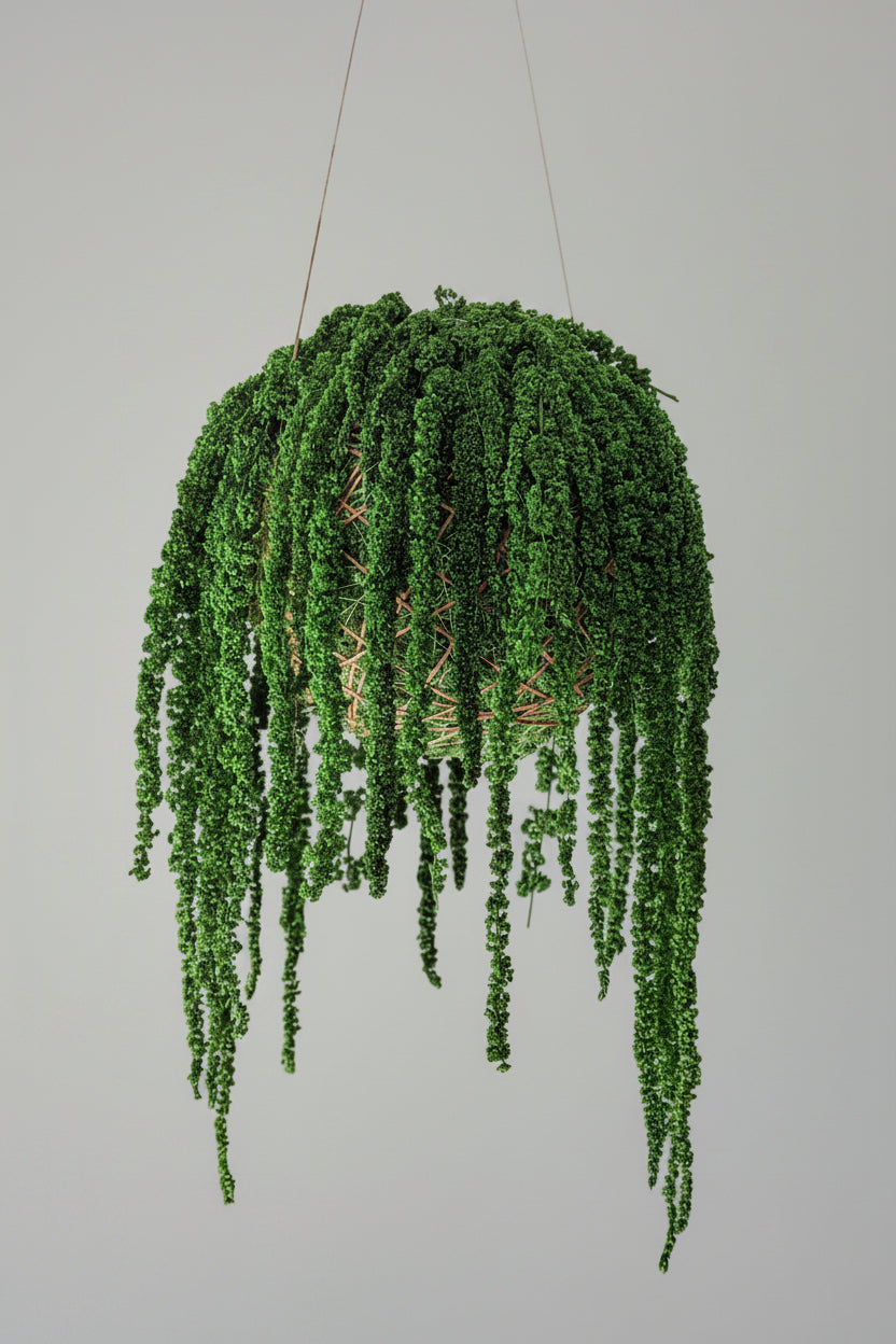 Amarathus Verde M