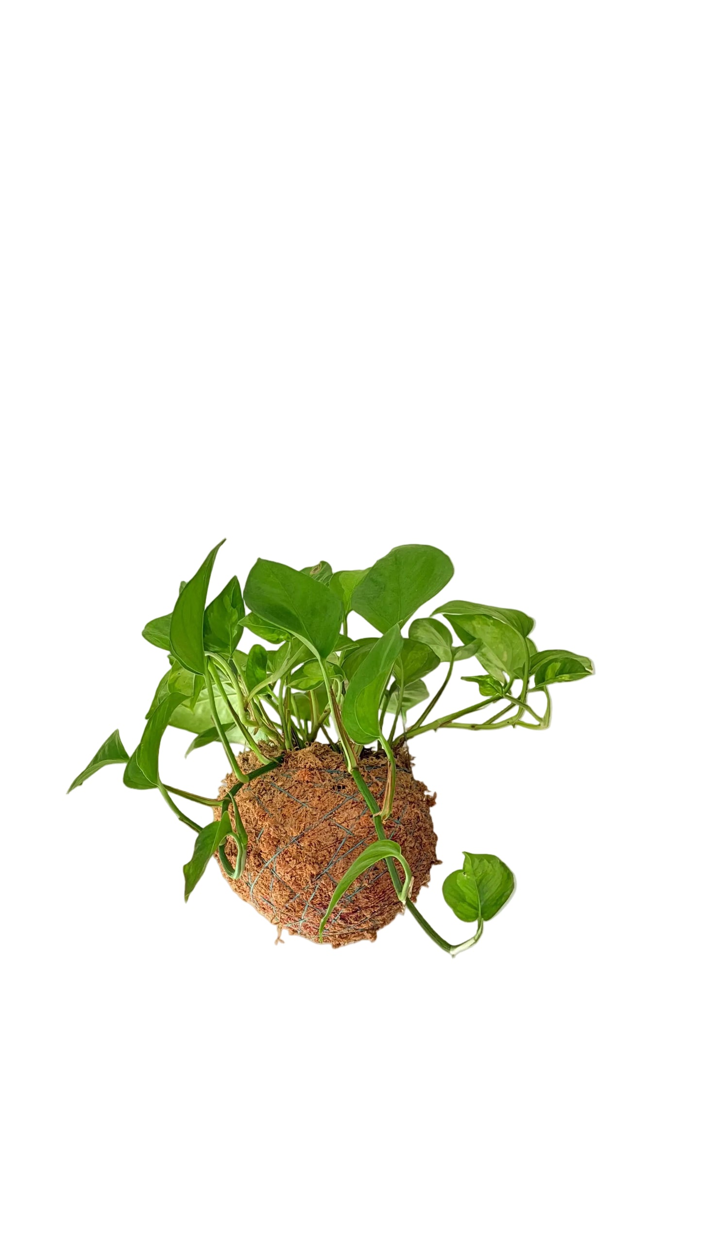 Epipremnum aureum - Jibóia