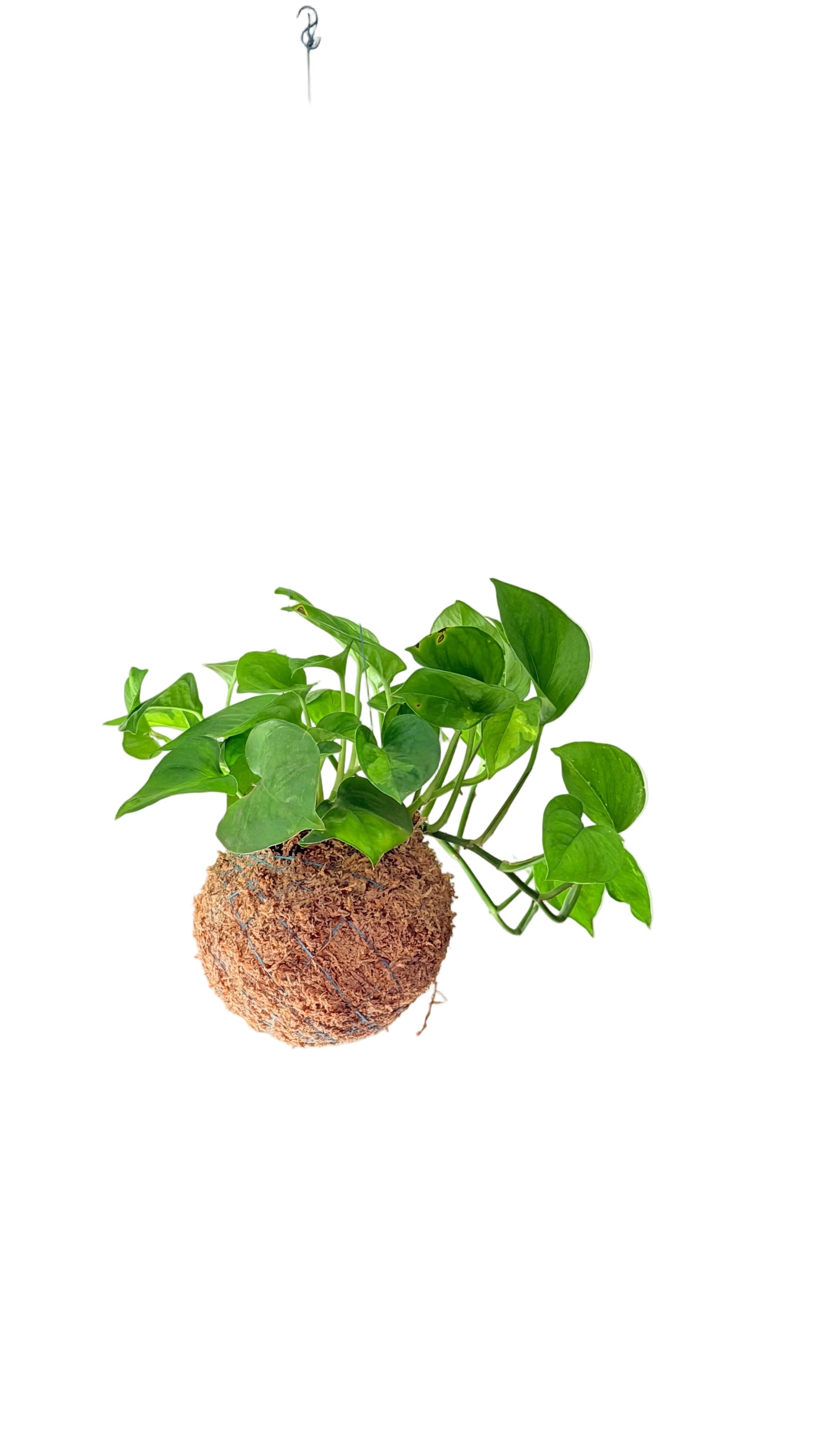 Epipremnum aureum - Jibóia
