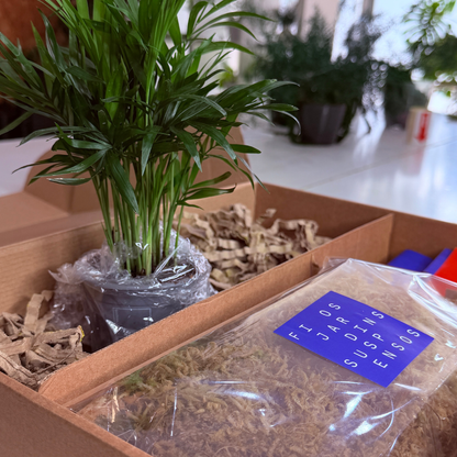 Kit DIY Kokedama