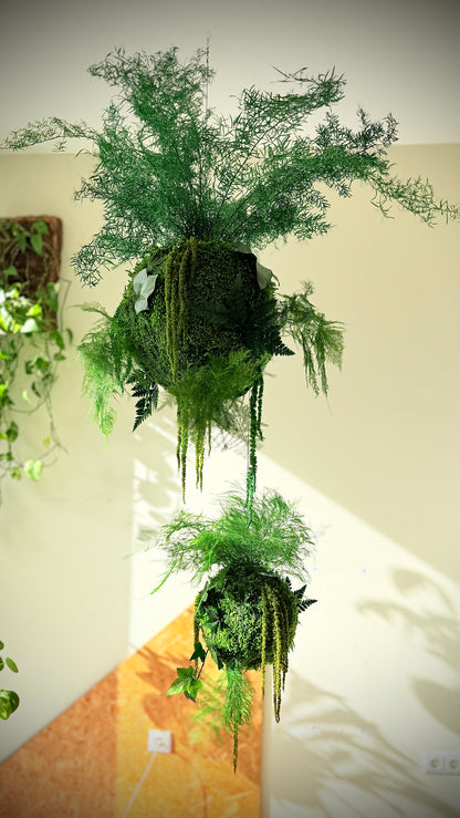 Kokedama preservado Colecção TERRAE