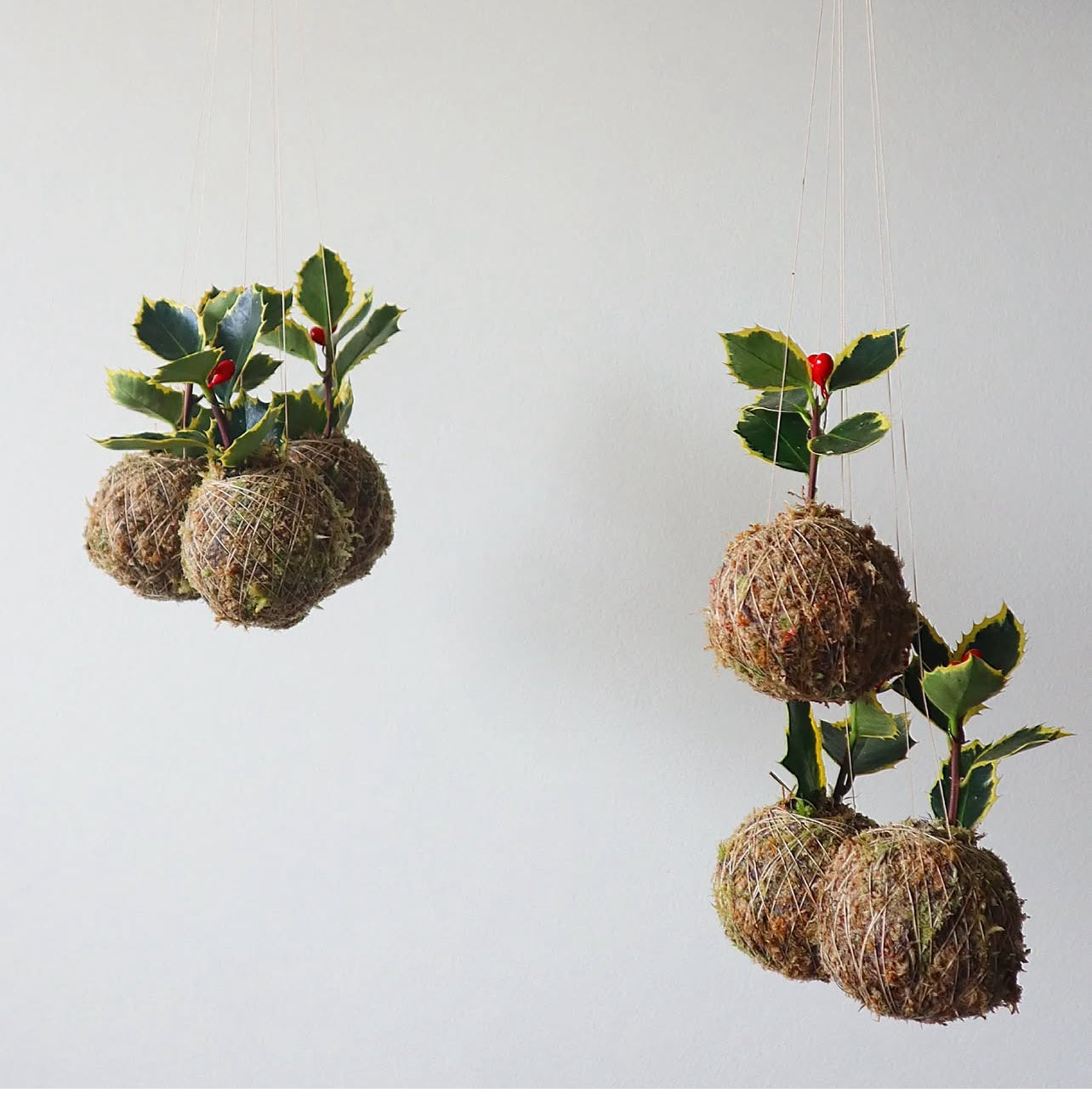 Ilex | Mini azevinho de Natal