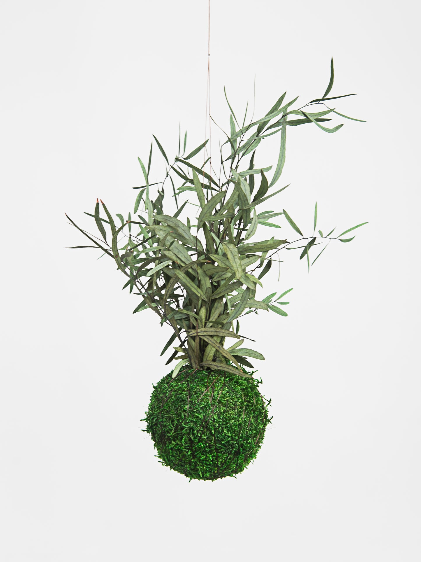 Kokedama preservado Eucalyptus nicholli | verde escuro