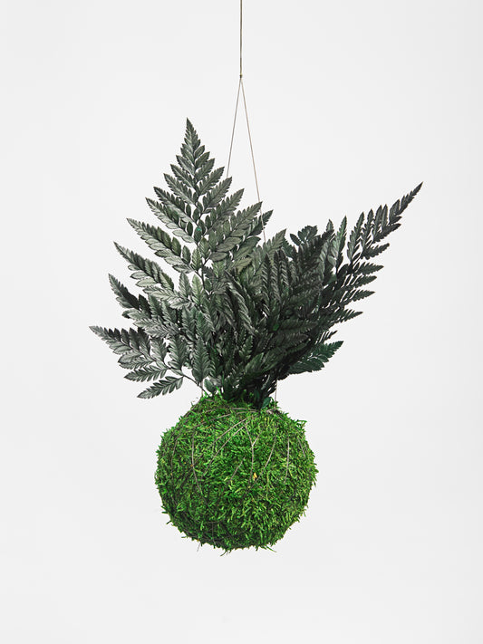 Kokedama preservado Feto Real | Verde Escuro