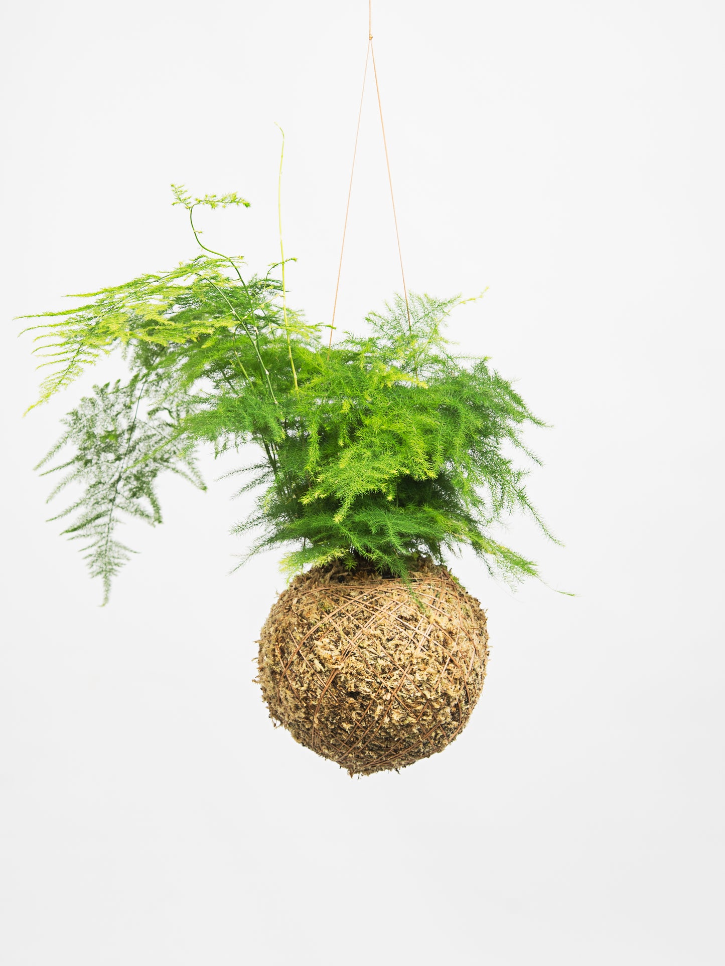 kokedama asparagus setaceus