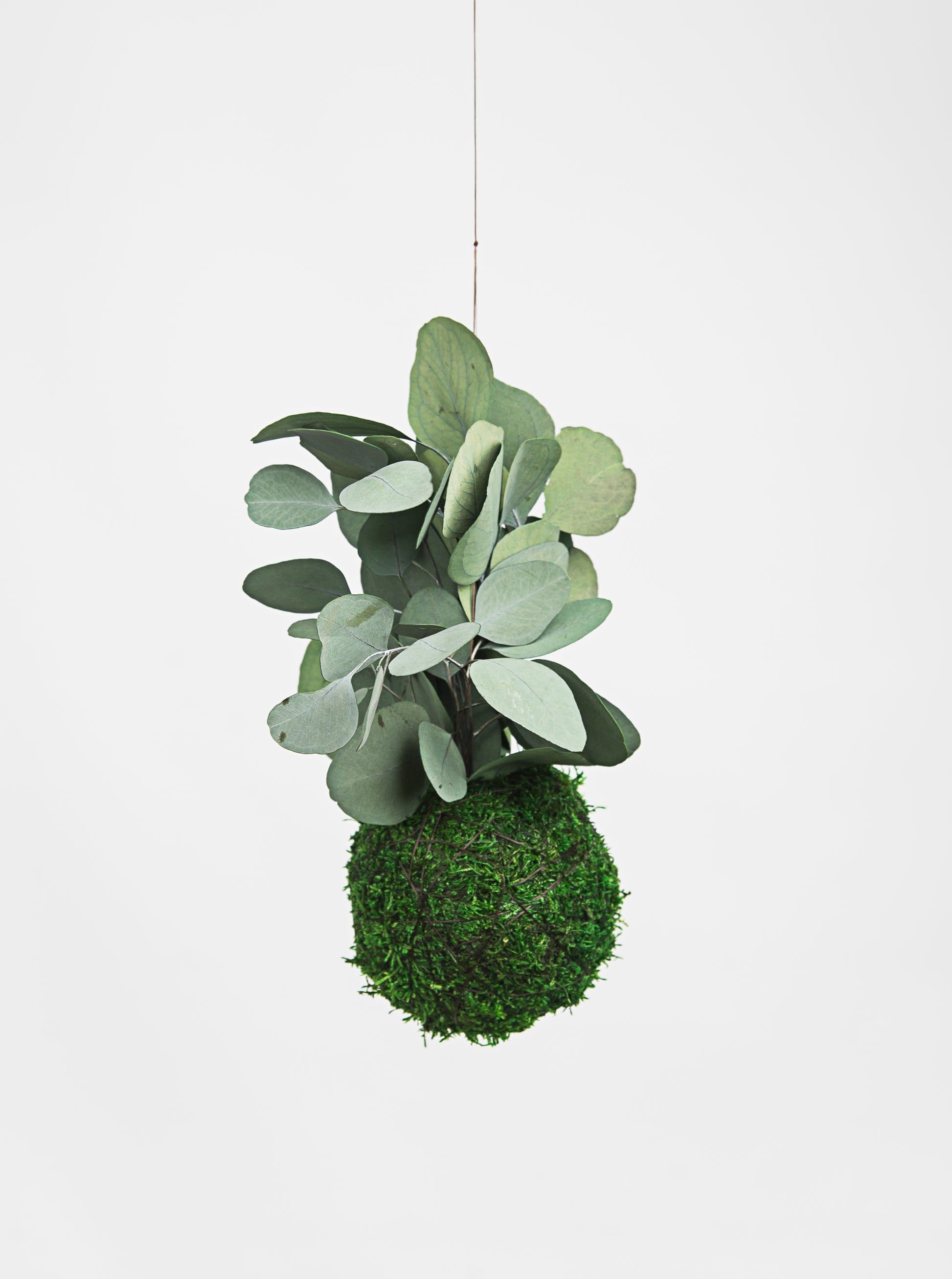 Kokedama Preservado Eucaliptus