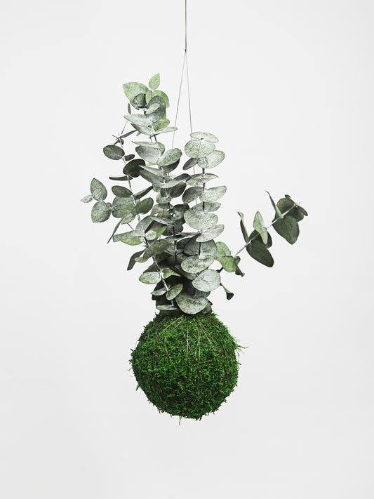 kokedama preservado eucaliptus