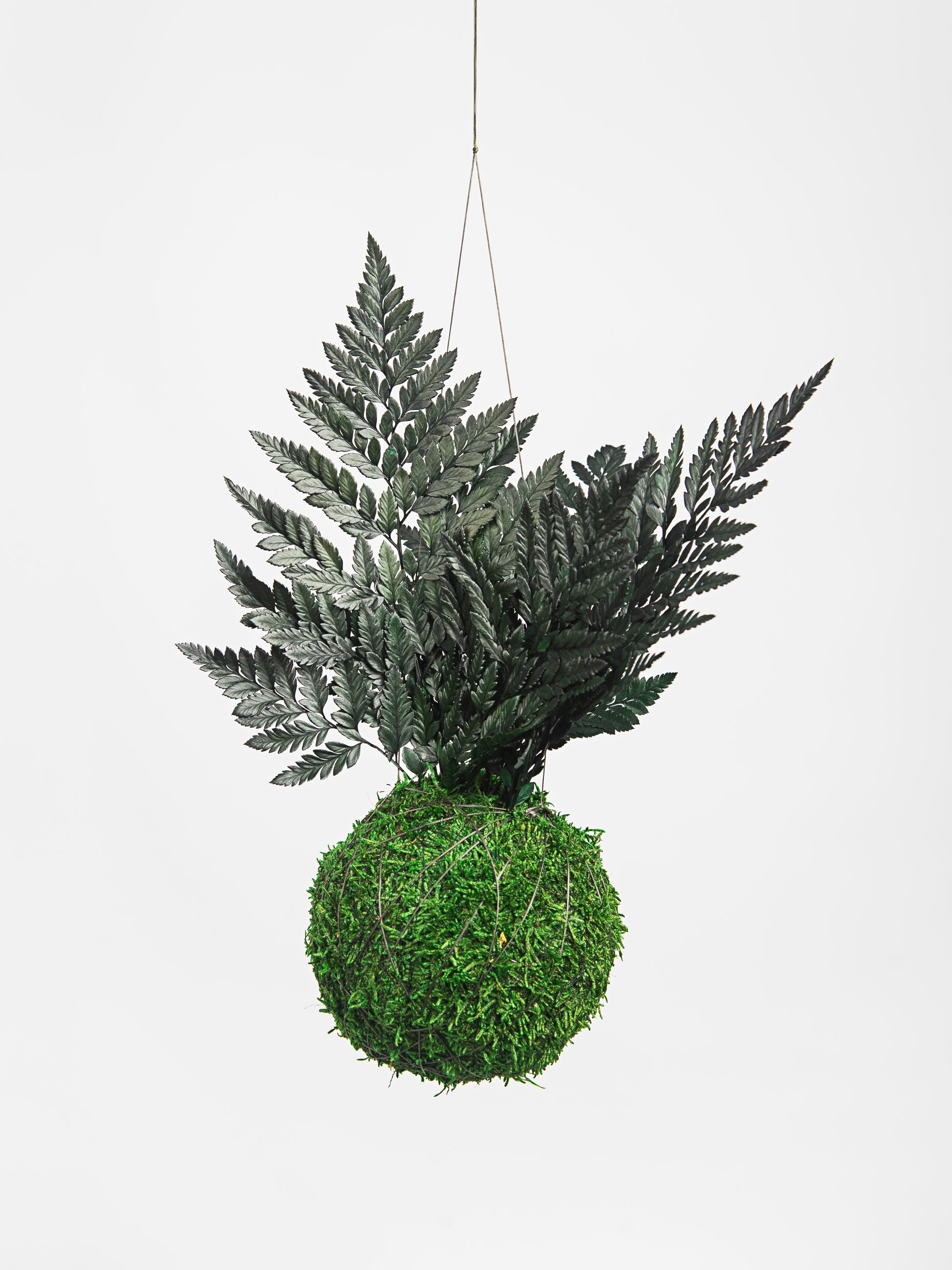 kokedama preservado feto