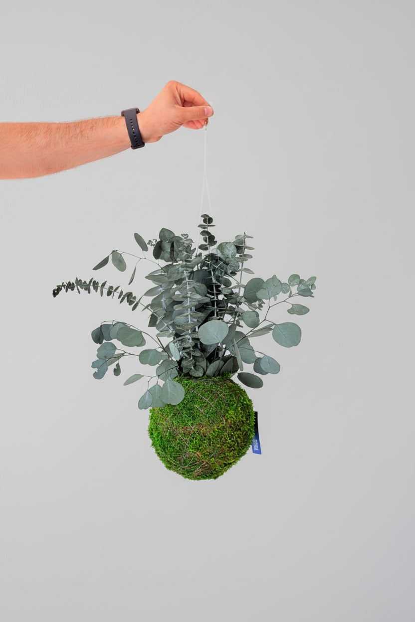 Kokedama preservado Eucalypto Mix