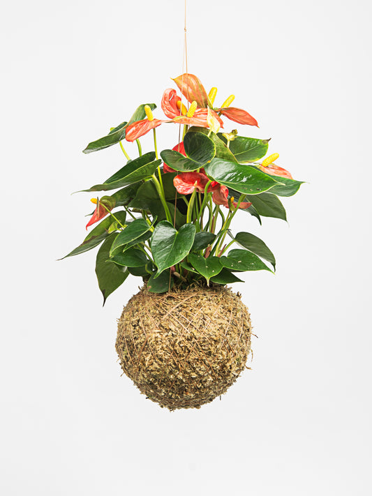 kokedama Anturio