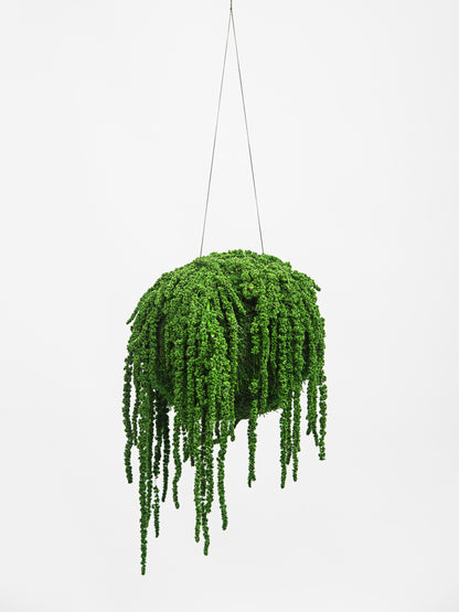 kokedama preservado