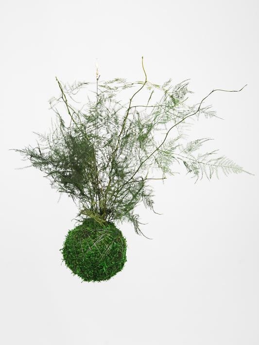 kokedama preservado