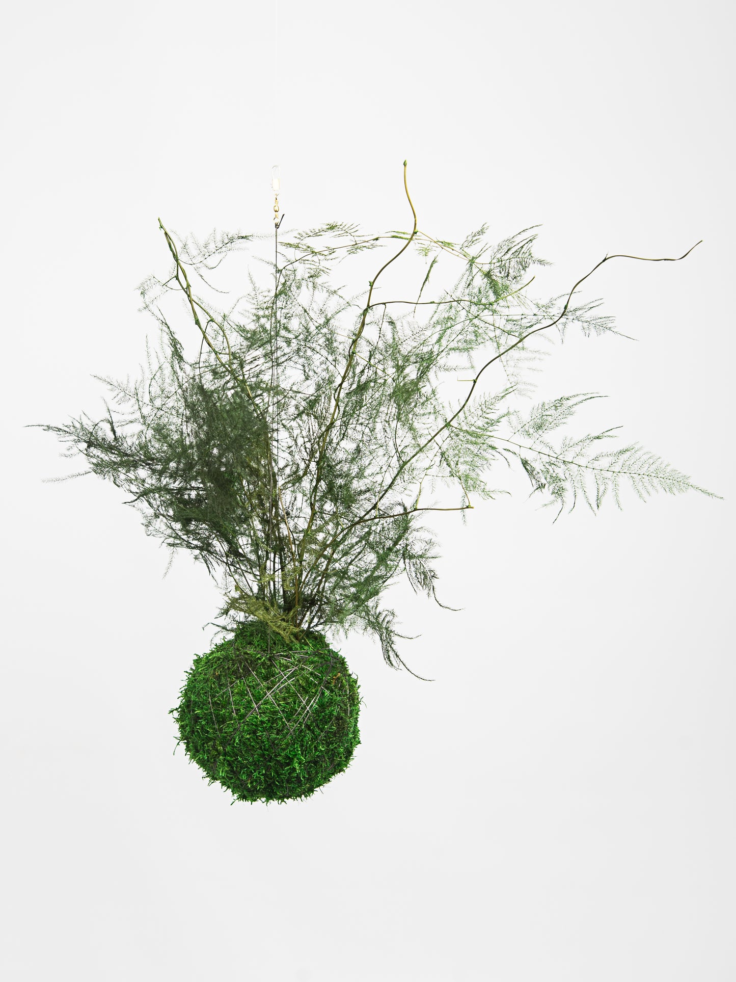 Kokedama preservado Asparagus Setaceus | verde escuro