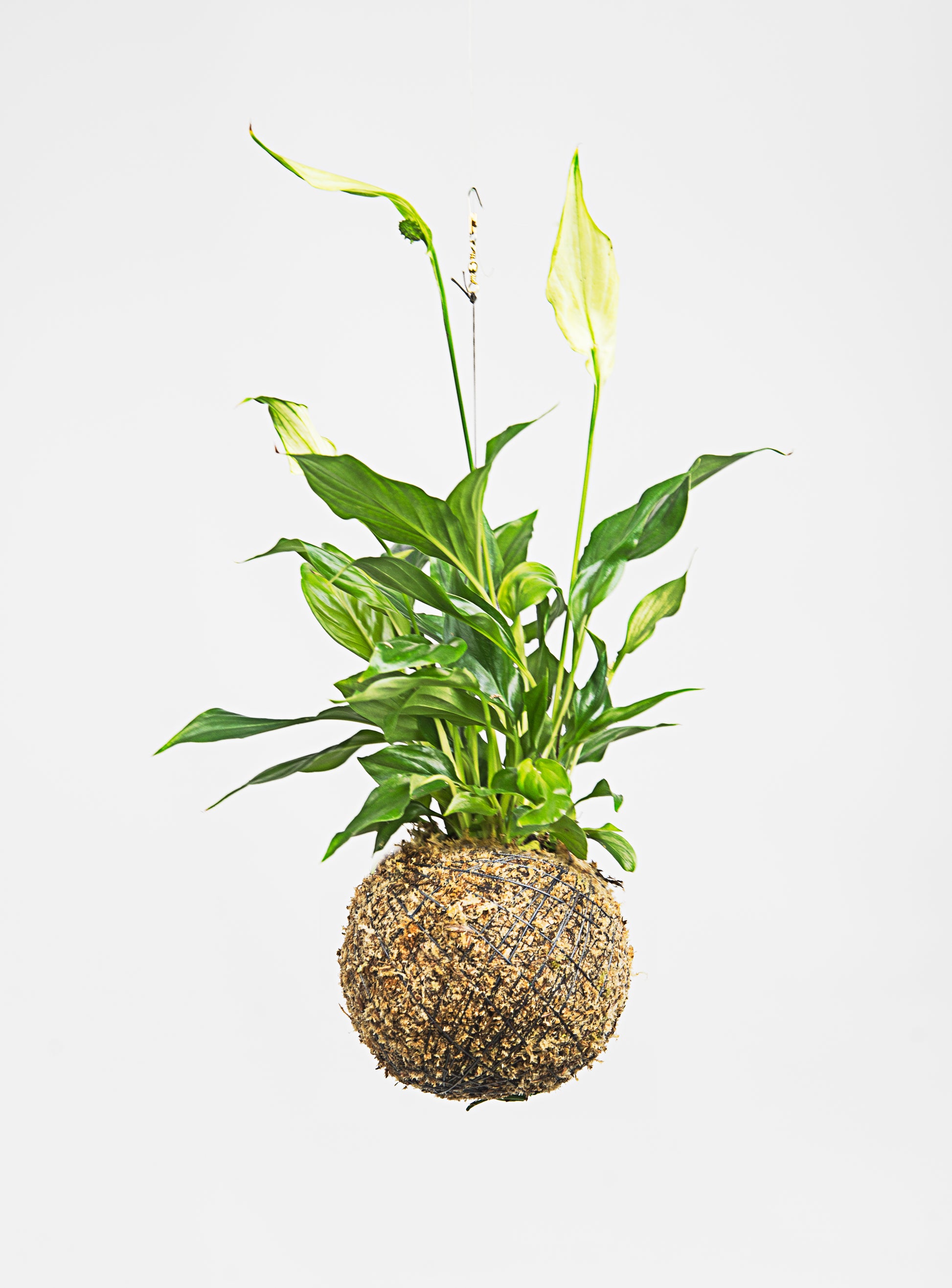 Lirio da Paz kokedama