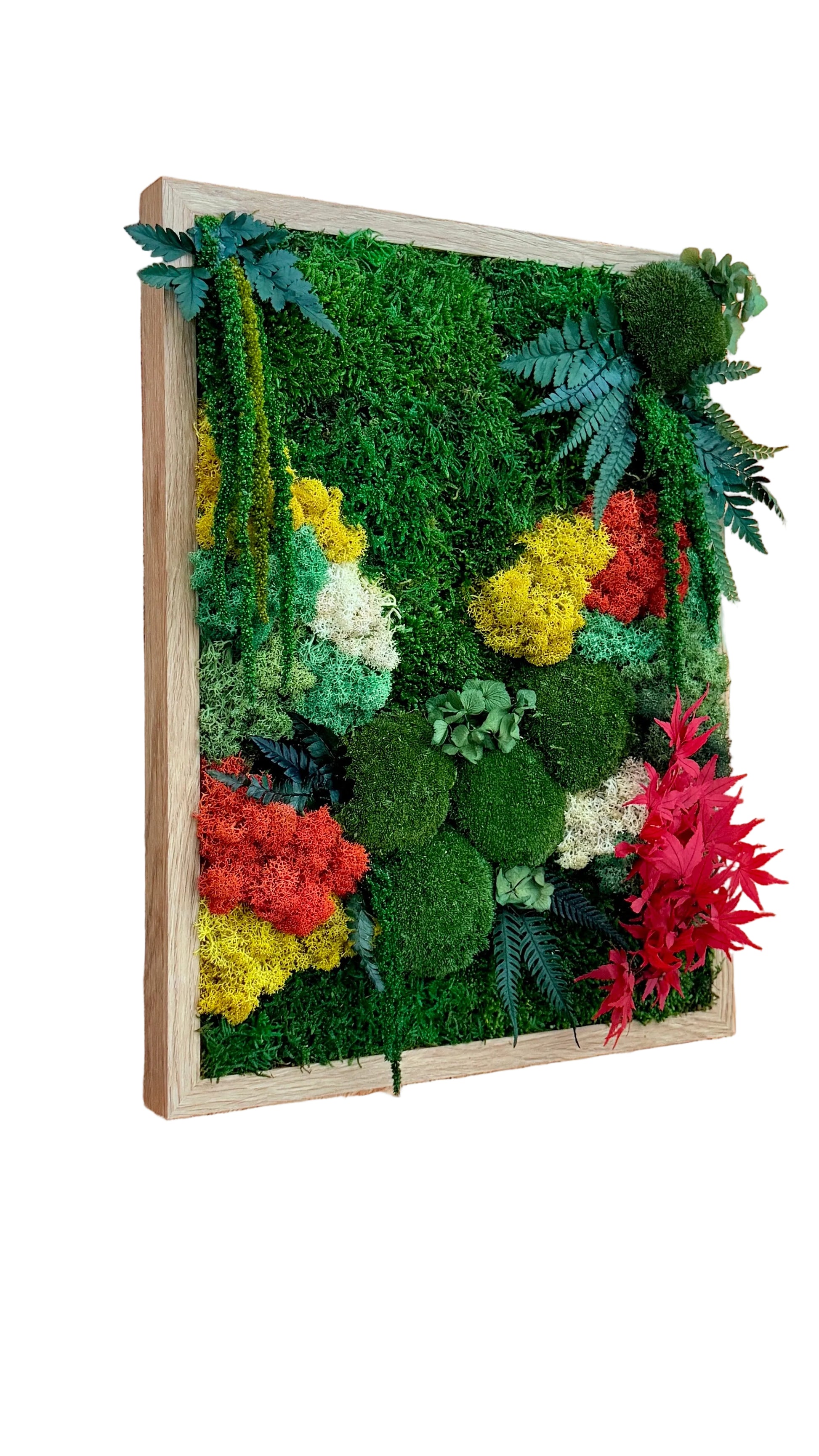 Moldura de musgo preservado com acer e plantas preservadas
