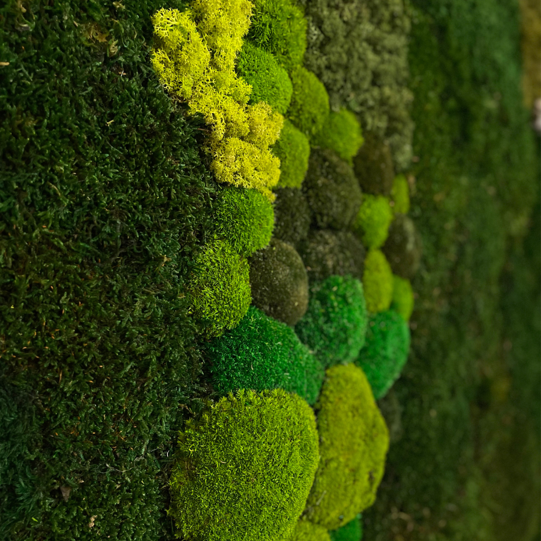 Molduras / painéis / jardins verticais e revestimentos com musgo e plantas preservadas